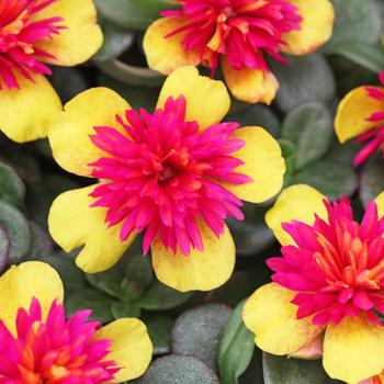 Colorblast&trade; Double Guava