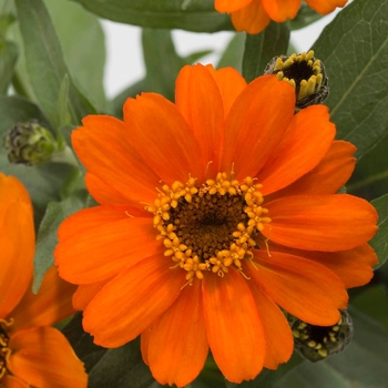 Zinnia