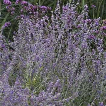 Russian Sage