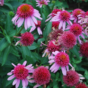 Purple Coneflower