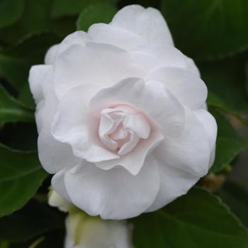 Glimmer&trade; White