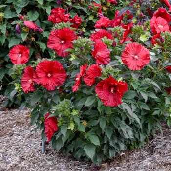 Summerific® 'Garnet Globes'