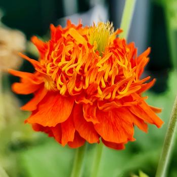 Avens