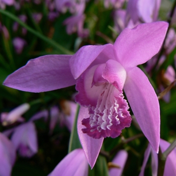 Chinese Ground Orchid