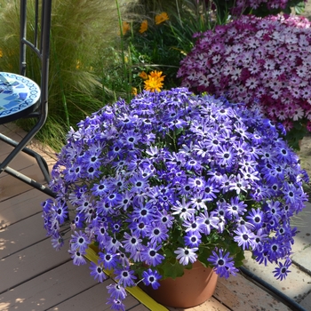 Pericallis (Cineraria)