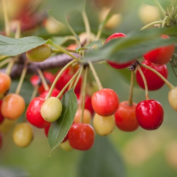 Sweet Cherry Pie™ Cherry 