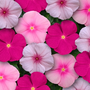 Titan&trade; Vinca
