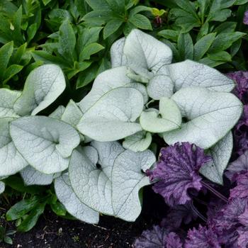 Heartleaf Brunnera