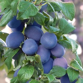 'Mount Royale' Plum