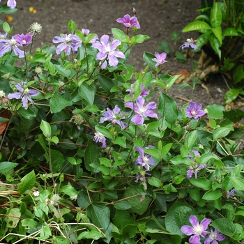 Clematis