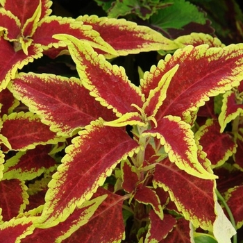 Coleus