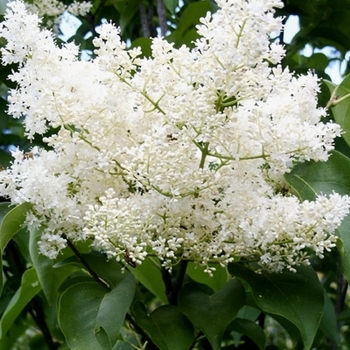 Japanese Lilac Tree