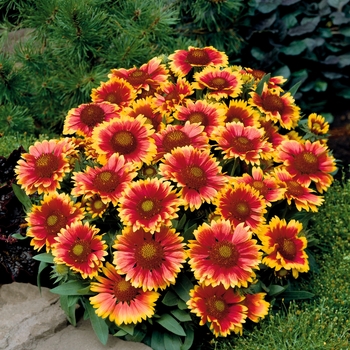 Blanket Flower