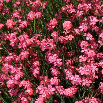 Border Carnation Border Carnation