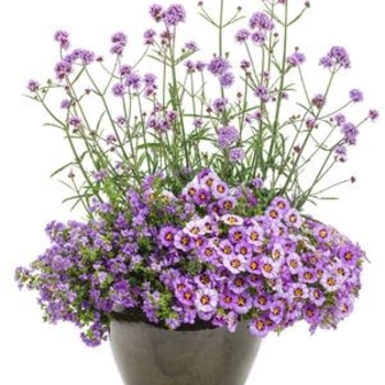 Verbena