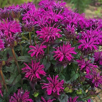 Bee Balm