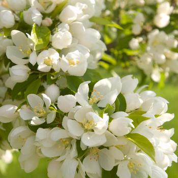 Spring Snow Crabapple