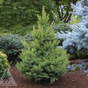 North Star White Spruce