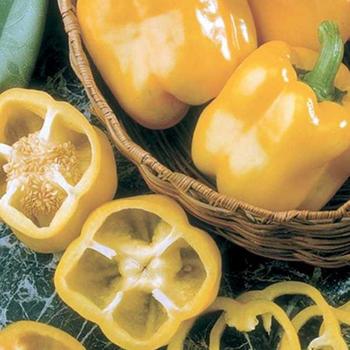 Pepper, Sweet Bell Pepper, Sweet Bell