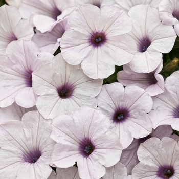 Supertunia® Trailing Silver Supertunia® Trailing Silver