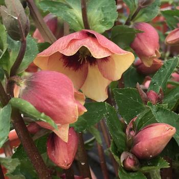 Honeymoon&reg; 'Sandy Shores'
