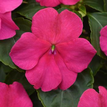 Impatiens