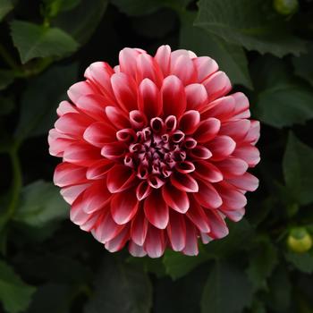 Dahlia 