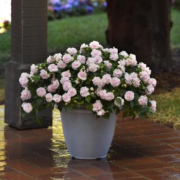 Glimmer™ Appleblossom Glimmer™ Appleblossom