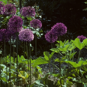 Ornamental Onion