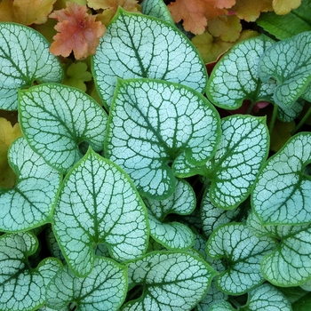 Siberian Bugloss