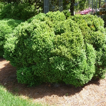 Green Velvet Boxwood