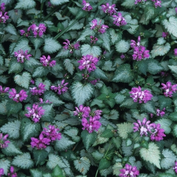 Dead Nettle