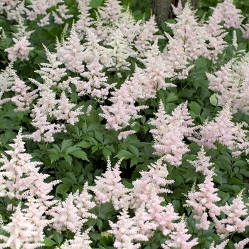 False Spirea