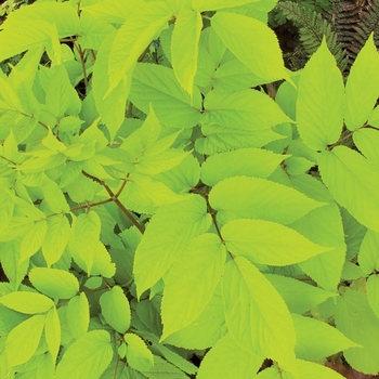 Japanese Spikenard