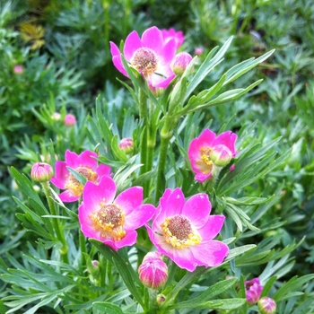 Windflower