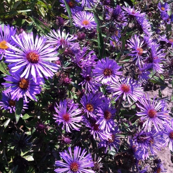 Aster, New England Aster, New England