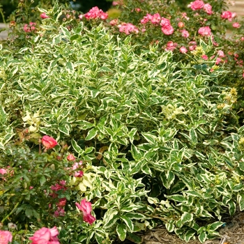 Cool Splash® Dwarf Bush Honeysuckle 