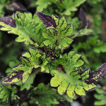 Coleus Coleus