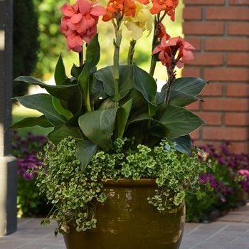 Cannova&reg; Orange Shades