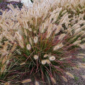 Prairie Winds® 'Desert Plains'