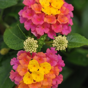 Lantana