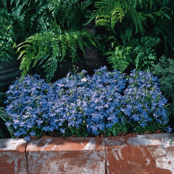 Riviera 'Sky Blue'