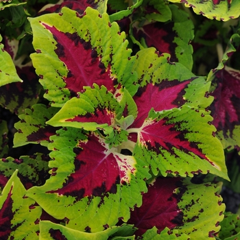 Coleus