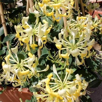 'Scentsation' Honeysuckle