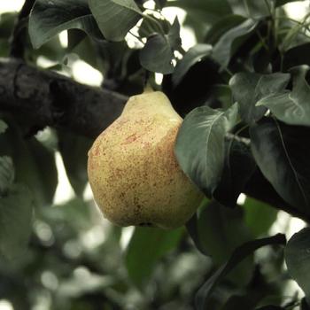 Bartlett Pear