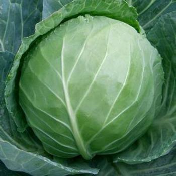 Cabbage