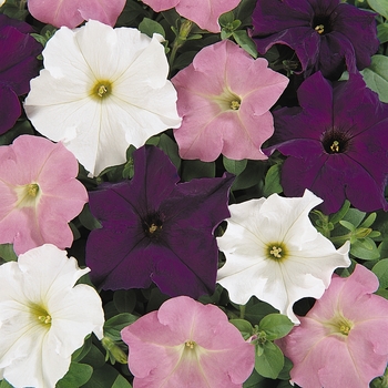 Petunia