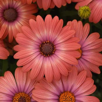 Osteospermum 