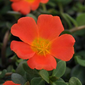 Portulaca Portulaca