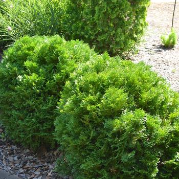  Mr. Bowling Ball® Arborvitae